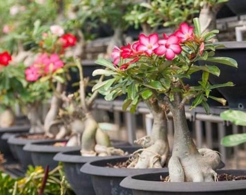 nhung loai cay nen trong trong khu lang mo da 500x397 1