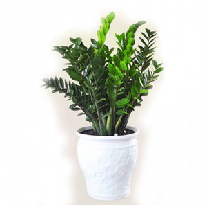 screenshot 1590575559 500x493 1